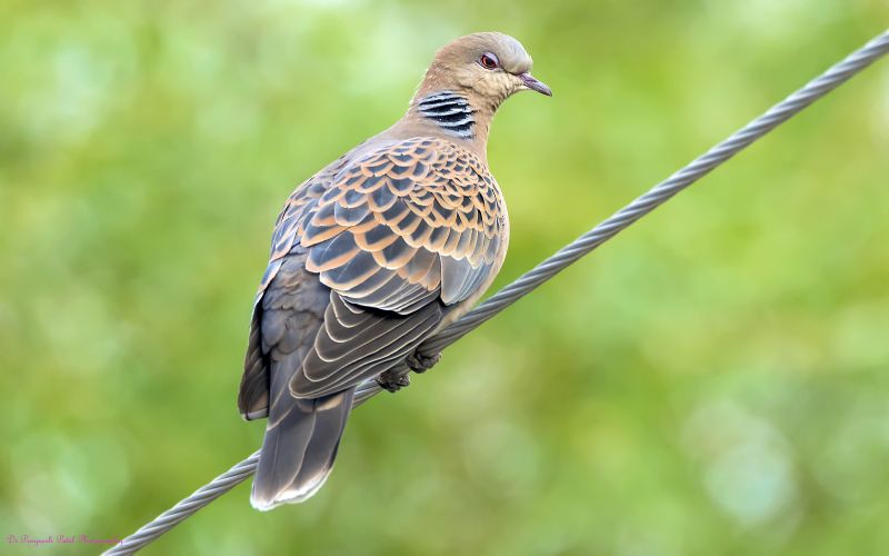 Oriental Turtle Dove